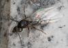 Lasius sp.